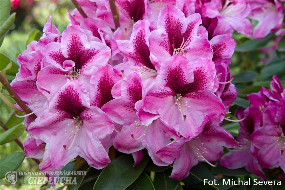 Рододендрон гибридный Девин